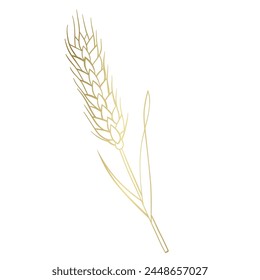 wheat ears isolated on white