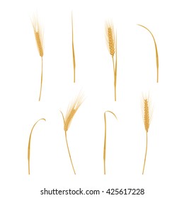 Wheat ears isolated on white