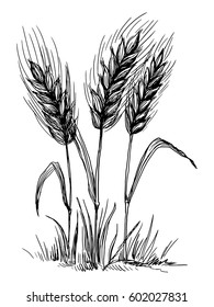 Wheat ears isolated on white background in graphical style. Hand drawn and converted to vector Illustration.