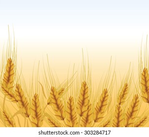 Wheat ears lawn. Vector