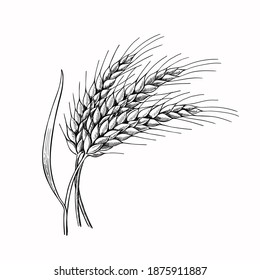 Wheat ears with leaves hand drawn vector illustration, Three spikelets of rye, barley. Sheaf of grain. Cereal crop symbol, grain culture icon, Bakery food sketch logo.