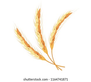Wheat ears, oats or barley isolated on a white background. Natural ingredient element. Healthy food or agriculture, bread or crop theme. Vector realistic 3d illustration.