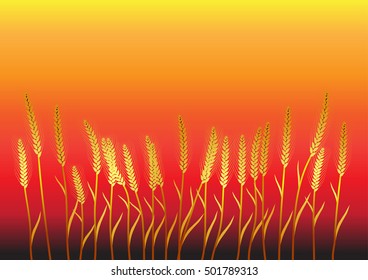 Wheat ears on the sunset background