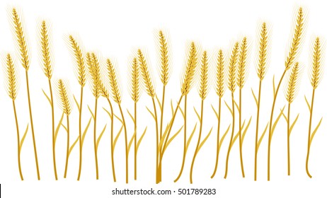 Wheat ears on the white background