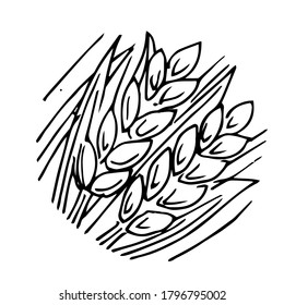 Wheat ears. Outline hand drawing. Isolated vector object on white background. Barley, rye, oats. Symbolic image. For farm products.
