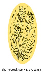 Wheat ears. Outline hand drawing. Isolated vector object on white background. Barley, rye, oats. Symbolic image. For farm products.