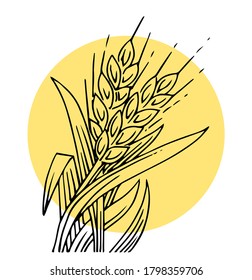 Wheat ears. Outline hand drawing. Isolated vector object on white background. Barley, rye or oats. Symbolic image. For farm products.