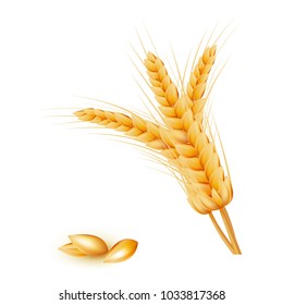 Wheat ears. Realistic style. Bakery symbol. Premium illustration for your design.