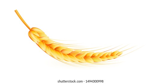 Wheat ears. Realistic style. Bakery symbol. Premium illustration for your design.