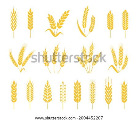 Wheat ears. Rice or barley crops, sheaf of wheat ear, grains and cereals. Organic grain ear, agriculture harvesting, bakery icon vector set. Growth stalks isolated for organic labels