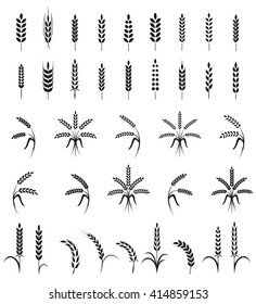 Wheat ears or rice icons set. Agricultural symbols isolated on white background. Design elements for bread packaging or beer label. Vector illustration.