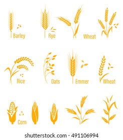 Wheat ears or rice icons set. Agricultural symbols isolated on white background. Design elements for bread packaging or beer label. Vector illustration.