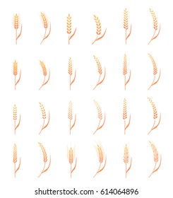 Wheat ears or rice icons set. Agricultural wheat symbols isolated on white background.