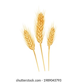 Wheat ears ripe, spikelet's and grains.  
Design element for organic products, bakery, farming.
Isolated on white background.
Vector illustration. 