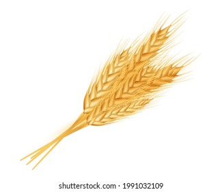 Wheat ears ripe, spikelet's and grains. Design element for organic products, bakery, farming.Isolated on white background.
Vector illustration. 