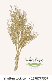 Wheat ears. Rustic bouquet design. Hand drawn vector illustration.