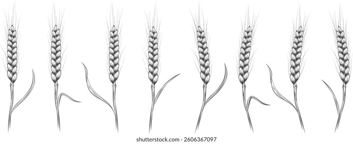 Wheat ears. Set of wheat ears in different positions. Agricultural field of wheat. Farming of grain products and bread baking.