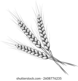 Wheat ears. Set of wheat ears in different positions. Agricultural field of wheat. Farming of grain products and bread baking.