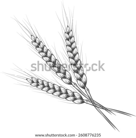 Wheat ears. Set of wheat ears in different positions. Agricultural field of wheat. Farming of grain products and bread baking.