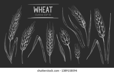 Wheat ears set. Hand drawn illustration.Ounline with transparent background.