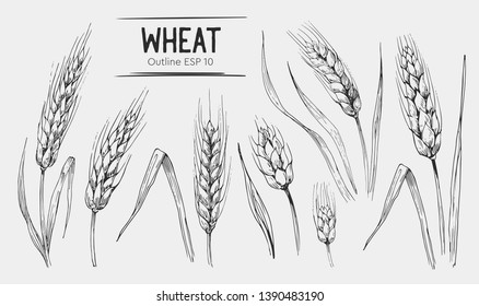 Wheat ears set. Hand drawn illustration.Ounline with transparent background.
