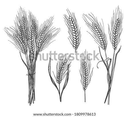 Wheat ears in the field, top view, stalks still green, close up