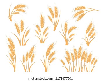 Wheat ears set. Oat, rye or barley spikes for design beer, bread, flour packaging. Symbols for healthy natural farming food, whole organic spikelets elements on white, vector illustration.