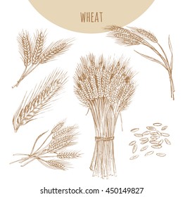 Wheat ears, sheaf and grains. Cereals sketch pencil hand drawn vector illustration. Bakery element design for beer, malt.