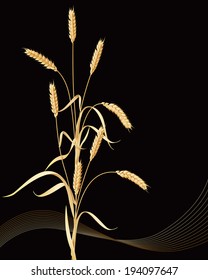 Wheat ears sheaf on black background.