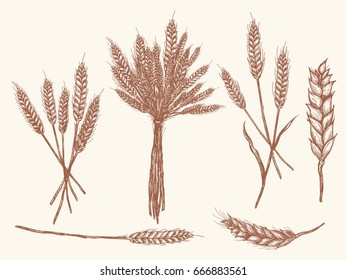 Wheat ears sketch doodle, vector collection wheat