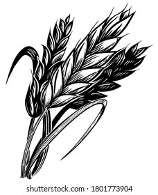  Wheat ears sketch hand drawn vector illustration. Gluten food Black isolated