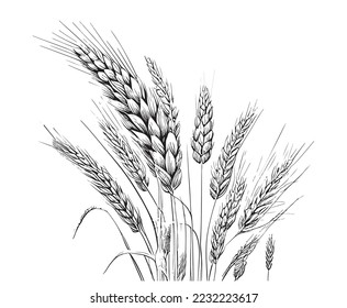 
Wheat ears sketch hand drawn engraved style vector illustration