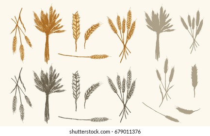 Wheat ears sketch, vector collection had drawn wheat