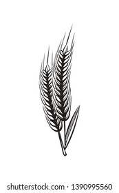 Wheat ears sketch. Vintage wheats organic grains ear for bread or beer isolated hand draw vector bakery illustration