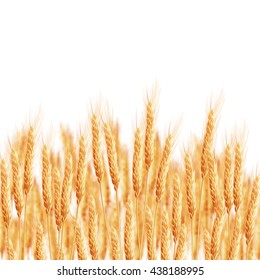 Wheat ears with space for text. EPS 10 vector file included