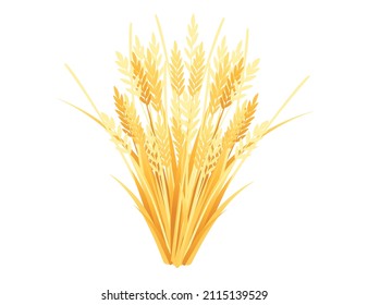 Wheat ears spikelet with grains vector illustration on white background