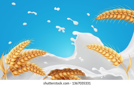 Wheat ears spikelets with grains in milk splash. Realistic oat bunch in yogurt or cream vector illustration.