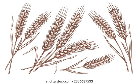 Wheat ears, spikelets set. Hand drawn rye in vintage engraving style. Farm organic food concept. Vector illustration