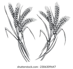 Wheat ears  spikelets