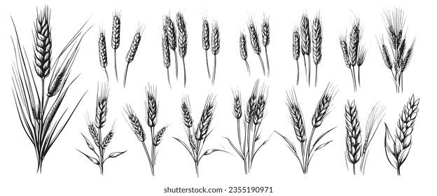 Wheat ears, spikelets sketch. Hand drawn rye in vintage engraving style. Farm organic food concept. Vector illustration