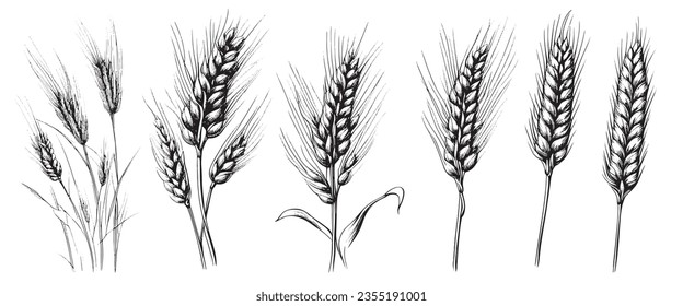 Wheat ears, spikelets sketch. Hand drawn rye in vintage engraving style. Farm organic food concept. Vector illustration