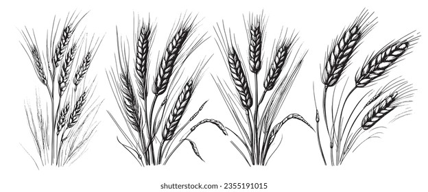 Wheat ears, spikelets sketch. Hand drawn rye in vintage engraving style. Farm organic food concept. Vector illustration