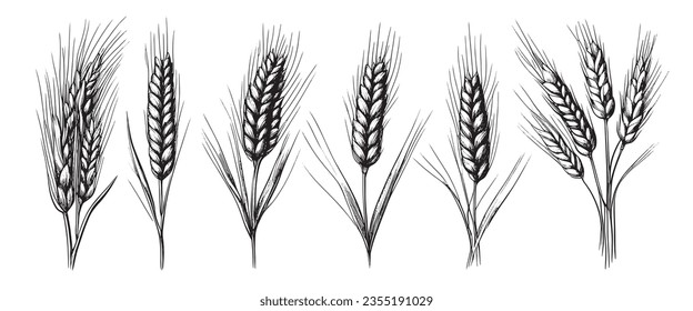 Wheat ears, spikelets sketch. Hand drawn rye in vintage engraving style. Farm organic food concept. Vector illustration