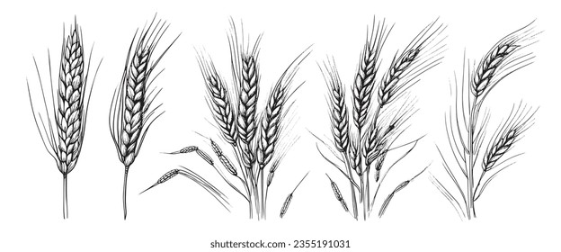 Las orejas de trigo, las espigas dibujan. Arco dibujado a mano con un estilo de grabado vintage. El concepto de alimentos orgánicos de granja. Ilustración del vector