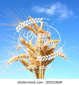 wheat ears spikes design background