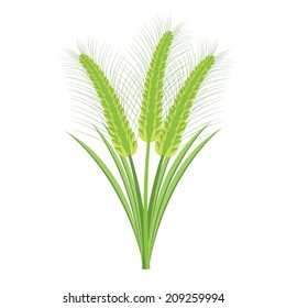 Wheat ears tuft (Barlay)