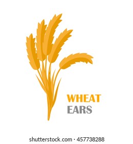 Wheat Ears vector banner in flat style design. New harvest, grain growing concept. Illustration for bakery, bread store, agricultural company logo design. Ripe ears with text on white background.   