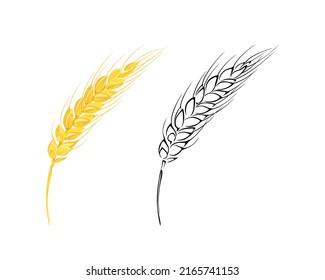 Wheat ears. Vector color illustration and outline of agricultural plant.