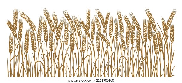 Dibujo vectorial de orejas de trigo en estilo de grabado. Planchas de cereal dibujadas a mano, campo agrícola. Cosecha estacional. Cultivo de cultivos agrícolas