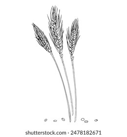 Wheat ears Vector hand drawn illustration. Barley grains sketch. Vintage white and black line art drawing on background. Clipart of rye for graphic design. For food, flour and baked goods packaging